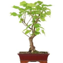Winterlinde, Bonsai, 18 Jahre, 55cm