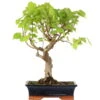 Winterlinde, Bonsai, 18 Jahre, 54cm -Pflanzenladen otilcor181 47