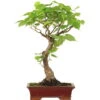 Winterlinde, Bonsai, 18 Jahre, 54cm -Pflanzenladen otilcor181 77