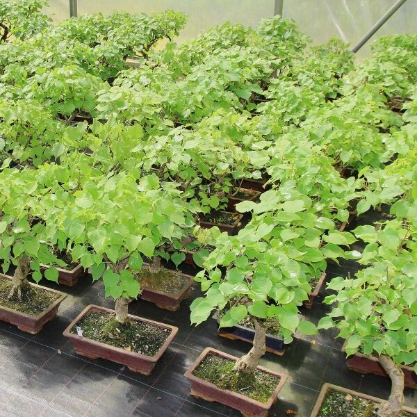 Winterlinde, Bonsai, 18 Jahre, 54cm 4 Winterlinde, Bonsai, 18 Jahre, 54cm – Bild 2