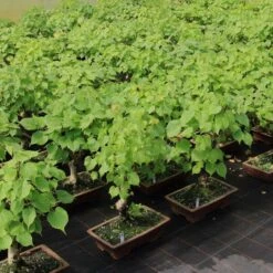 Winterlinde, Bonsai, 18 Jahre, 54cm 7 Winterlinde, Bonsai, 18 Jahre, 54cm -Pflanzenladen otilcor181 773