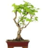 Winterlinde, Bonsai, 18 Jahre, 52cm -Pflanzenladen otilcor181 80