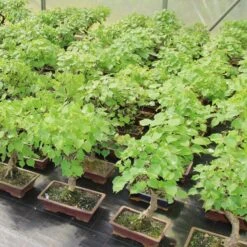 Pflanzenladen -Pflanzenladen otilcor181 802