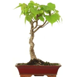 Winterlinde, Bonsai, 18 Jahre, 60cm