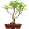 Winterlinde, Bonsai, 18 Jahre, 57cm -Pflanzenladen otilcor181 88