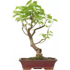 Winterlinde, Bonsai, 18 Jahre, 63cm