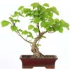 Winterlinde, Bonsai, 18 Jahre, 50cm -Pflanzenladen otilcor181 98