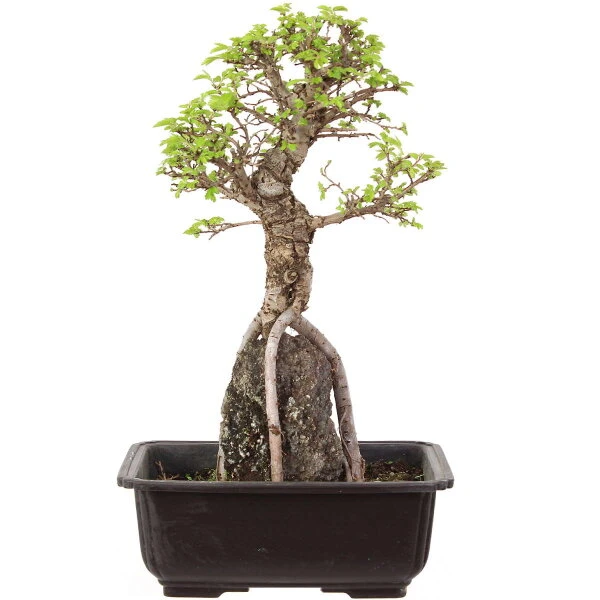 Japanische Ulme, Bonsai, 9 Jahre, 32cm 3 Japanische Ulme, Bonsai, 9 Jahre, 32cm