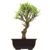 Japanische Ulme, Bonsai, 9 Jahre, 29cm -Pflanzenladen oulmjap092 17