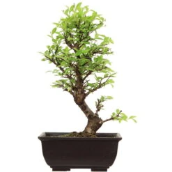 Japanische Ulme, Bonsai, 9 Jahre, 31cm