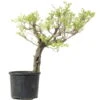 Japanischer Blauregen, Bonsai, 35 Jahre, 160cm -Pflanzenladen owisflo351 01