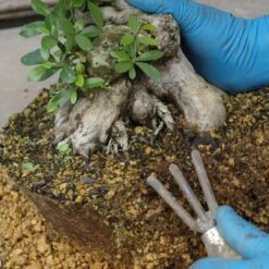 Wurzelkralle, Holzgriff, 3 Zinken, Japan -Pflanzenladen we0120000034