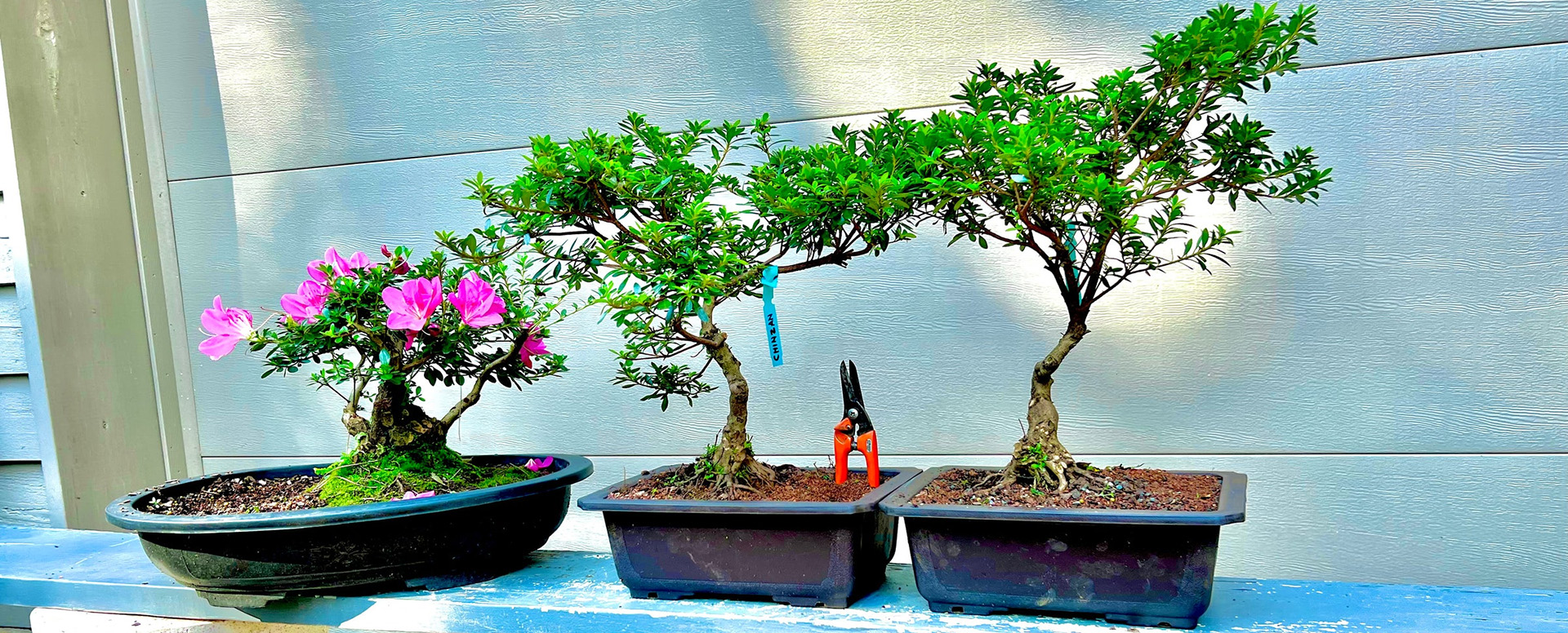 Pflanzenladen -Pflanzenladen 1