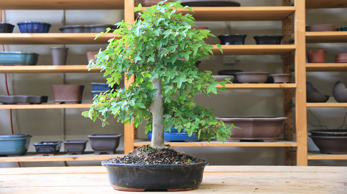 Pflanzenladen -Pflanzenladen 3